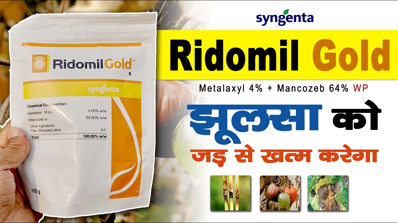 Syngenta Ridomil Gold Fungicide | रिडोमिल गोल्ड फंगीसाइड | 