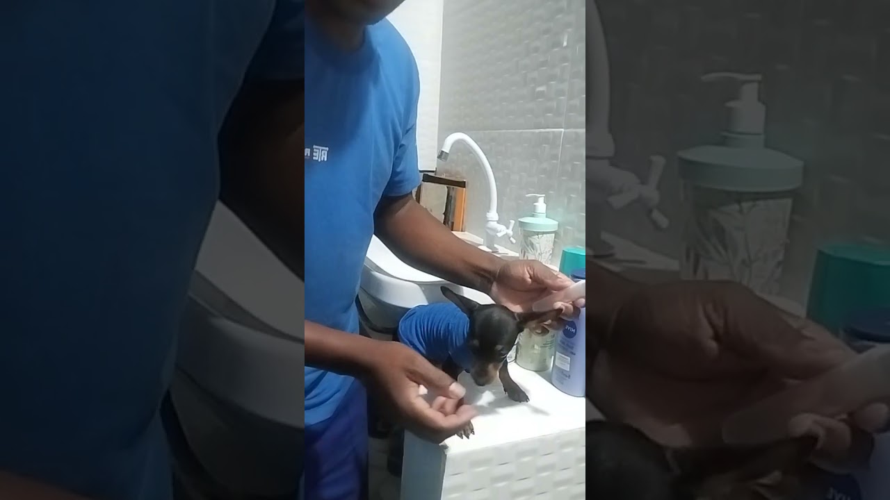 cachorra escovando os dentes 