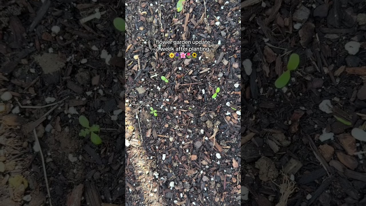 chaos gardening update: week 1 (she&rsquo;s growing 🤭)