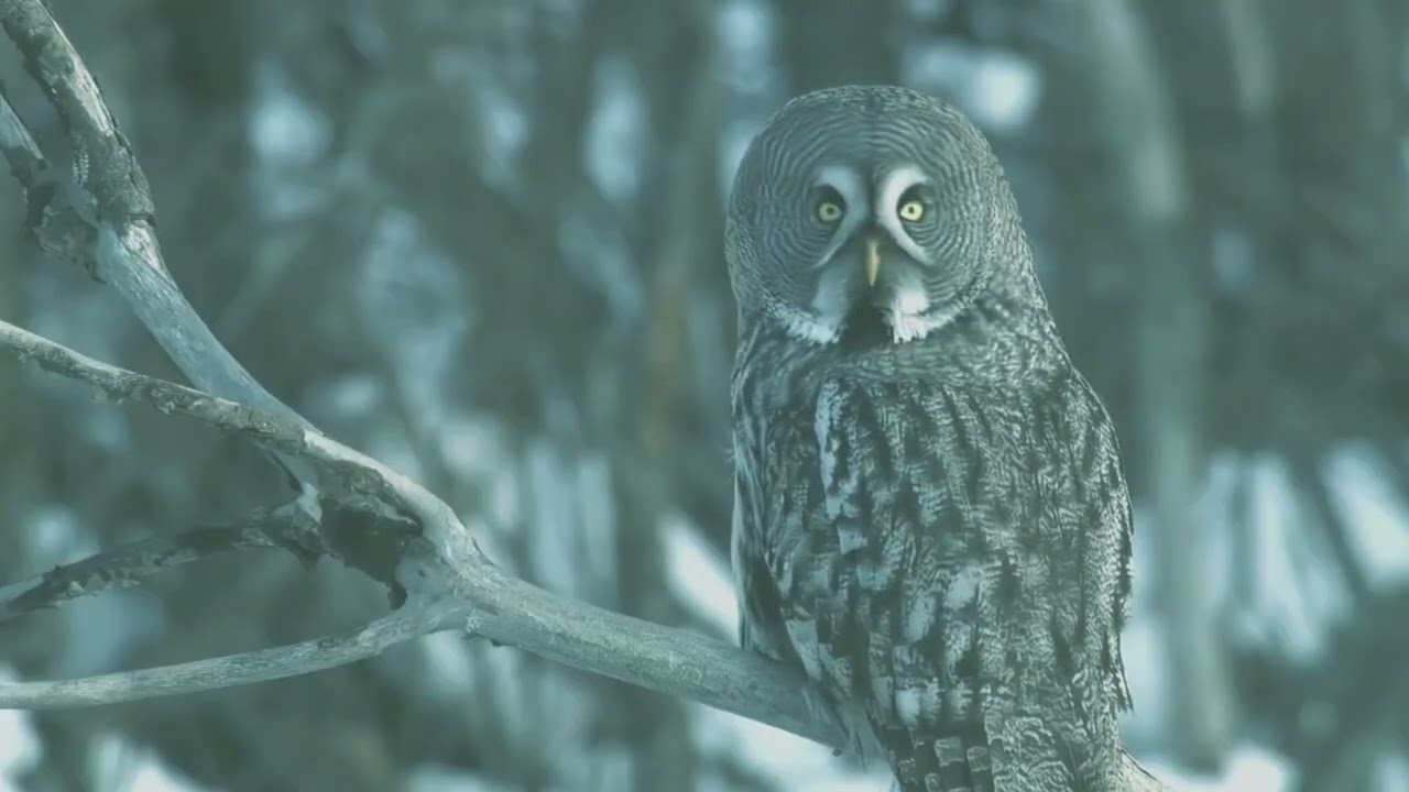 Adapt or Die: Animals Thrive in Extreme Environments (2024)