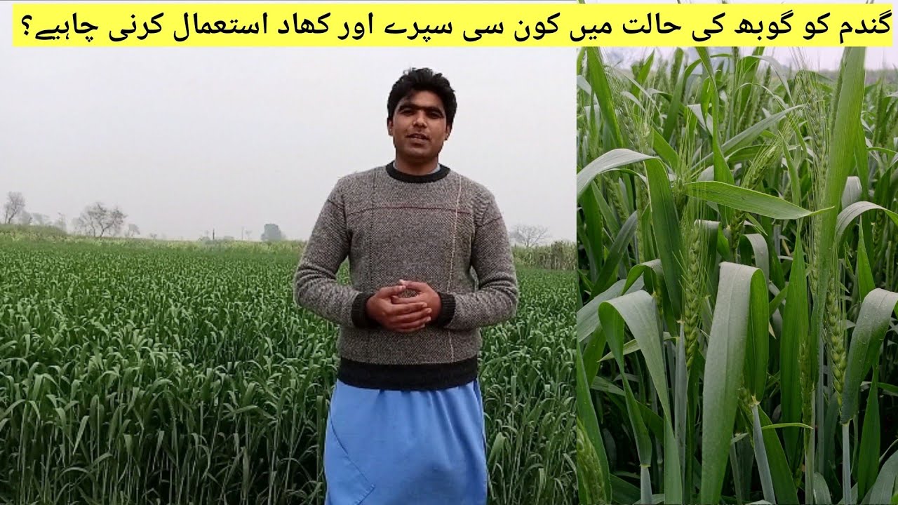 Wheat Crop at Pollination Stage | How to  Increase Yield of Wheat @Mudassarhanif87