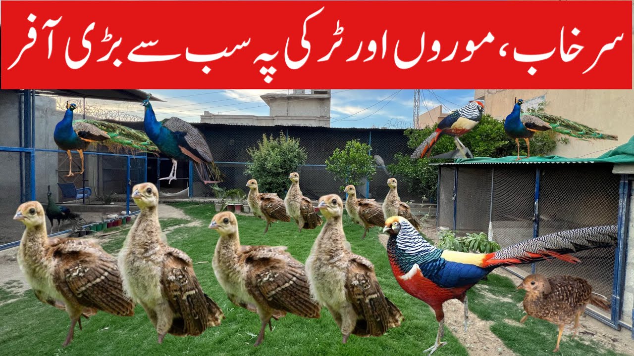 Biggest Offer on Turkey,Pheasant & Peacock Chicks | 2025 Biggest offer on Ground Birds