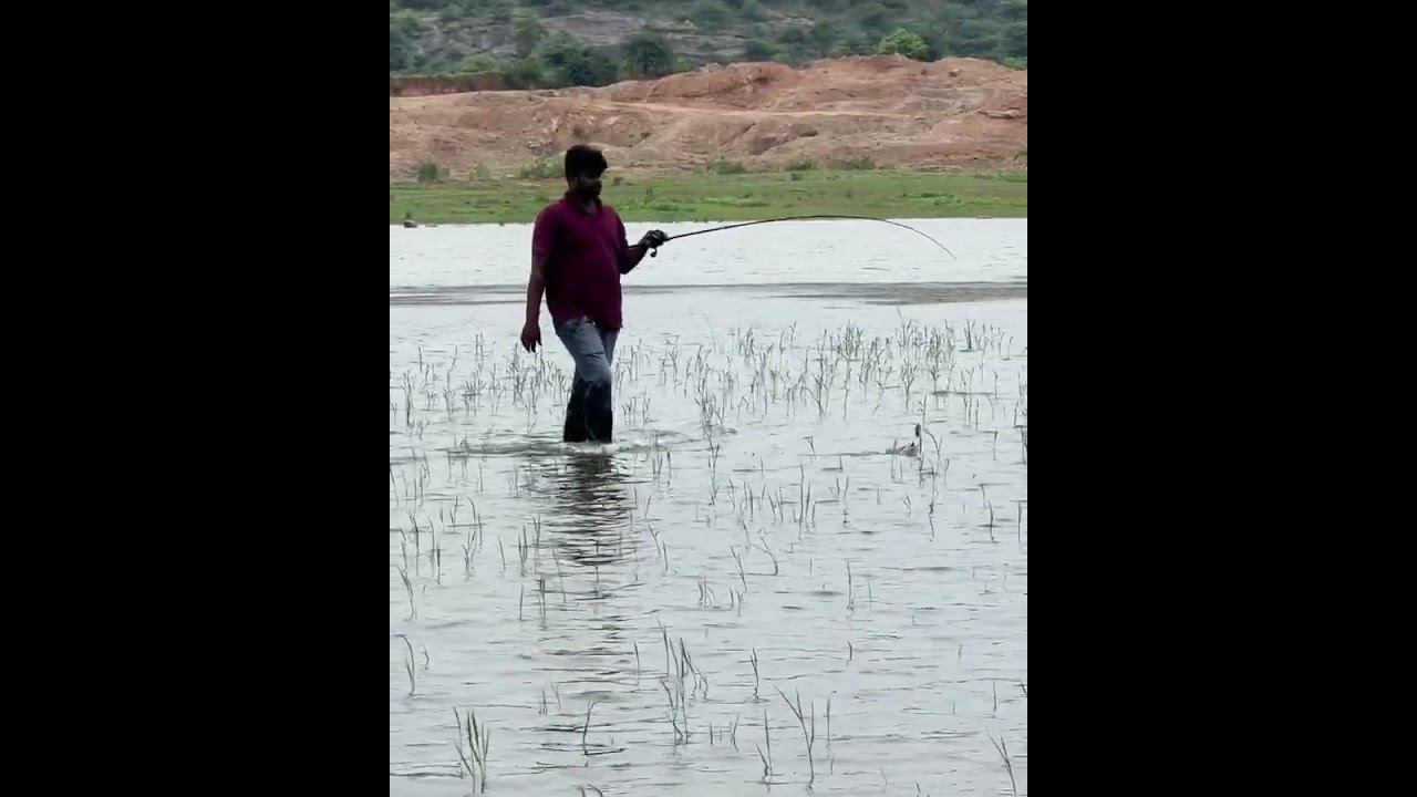 Amazing Fishing || Snakehead Fish Catching || Murral Fishing