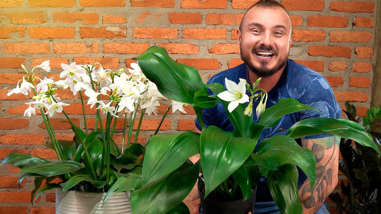 Como cultivar o LÍRIO DO AMAZONAS e deixar sua casa perfumada com essa flor brasileira!