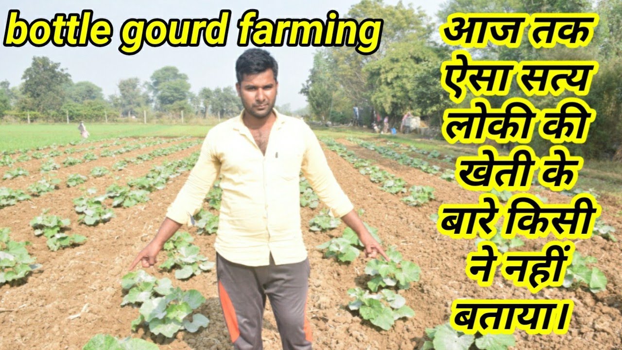 लोकी की खेती करने का सबसे सरल तरीका बताया इस किसान ने/how to bottle gourd farming very easy method