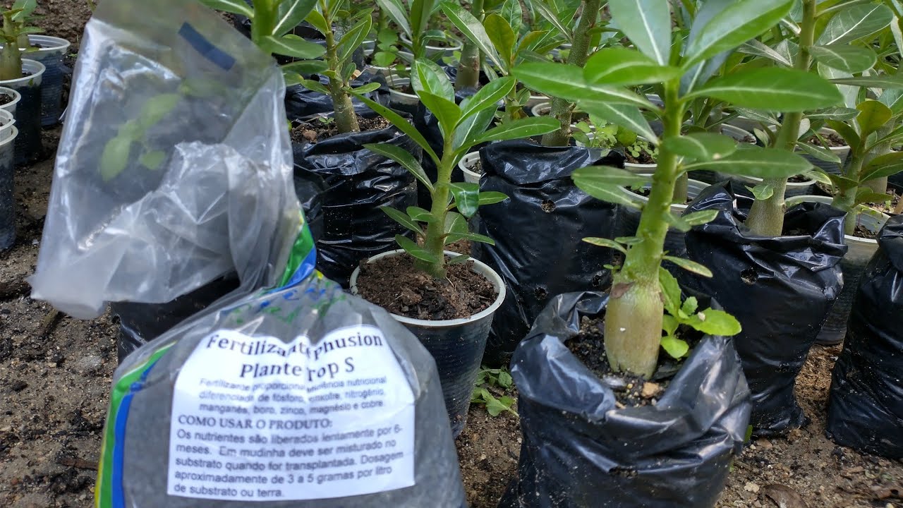 Adubação com PHUSION e Controle de PULGÕES e FORMIGAS nas Rosas do Deserto