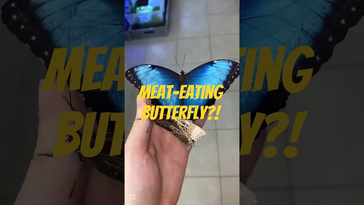 Some Butterflies...Eat Meat?! #animals #shortvideo #butterfly #vampire