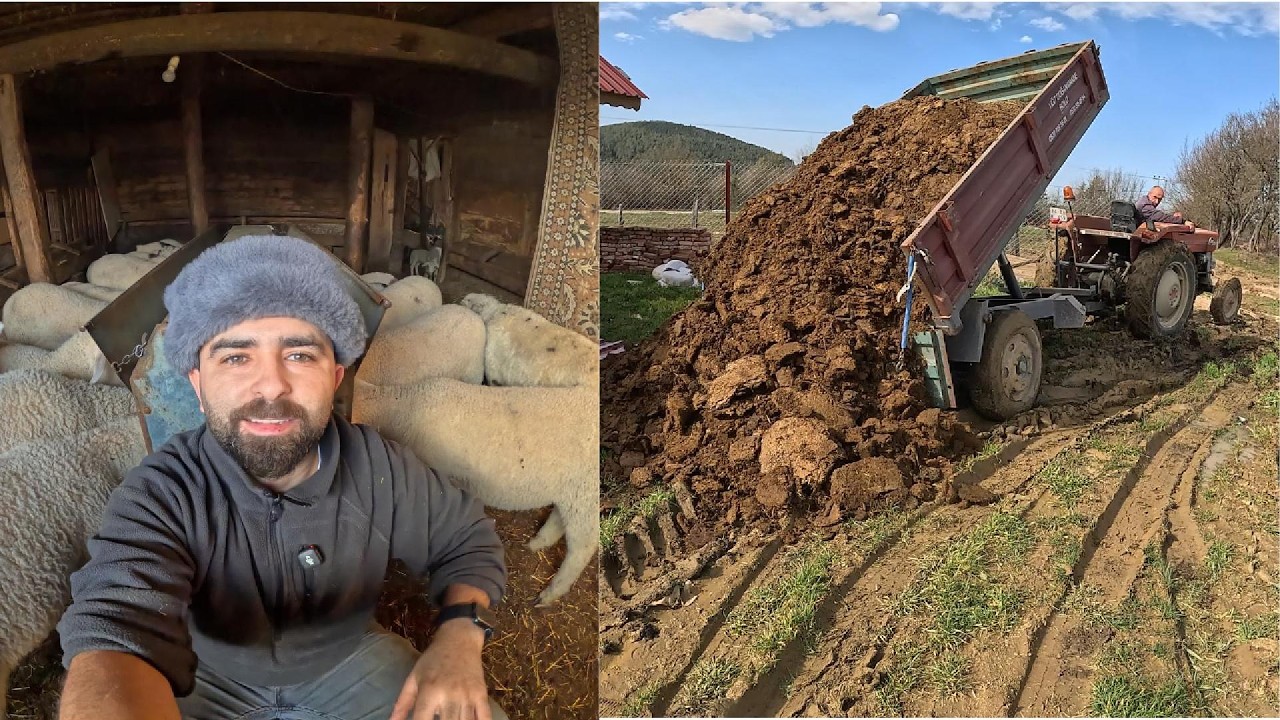 Koyunların b*kunu attık / 148 Battı / Kuzuların keyfi yerinde #masseyferguson #köydeyaşam #keşfet