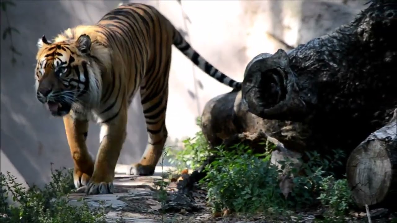 El tigre - Zoo de Barcelona 24/7/2016