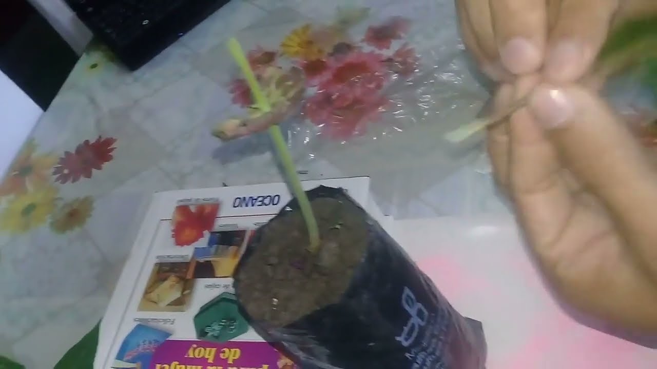 COMO HACER UN MICRO INJERTO DE CACAO #cacao #injertos