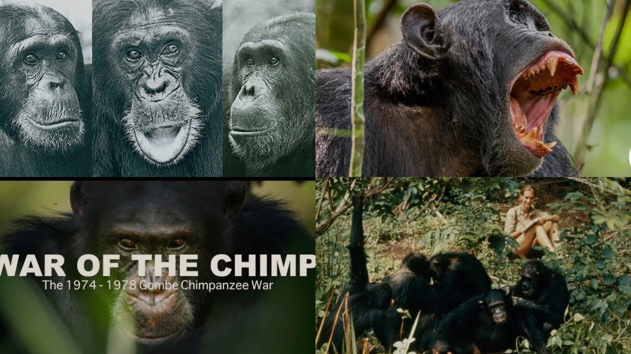 ချန်ပန်ဇီ​တွေရဲ့ စစ်ပွဲ ဖြစ်ရပ်မှန် 📌📌( Gombe Chimpanzee War) 