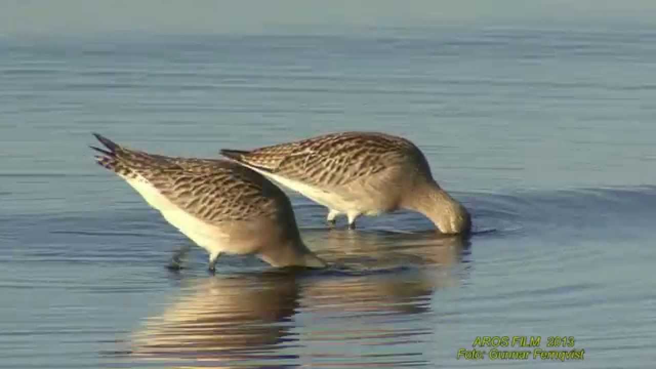 MYRSPOV  Bar-tailed Godwit  (Limosa lapponica)  Klipp - 1697