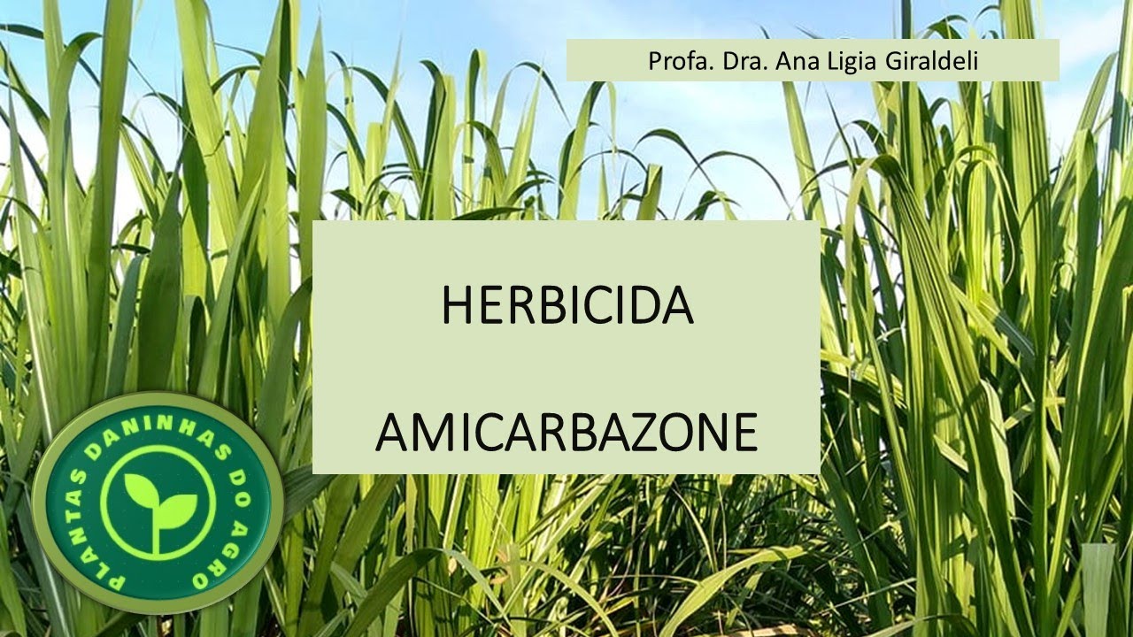 HERBICIDA AMICARBAZONE
