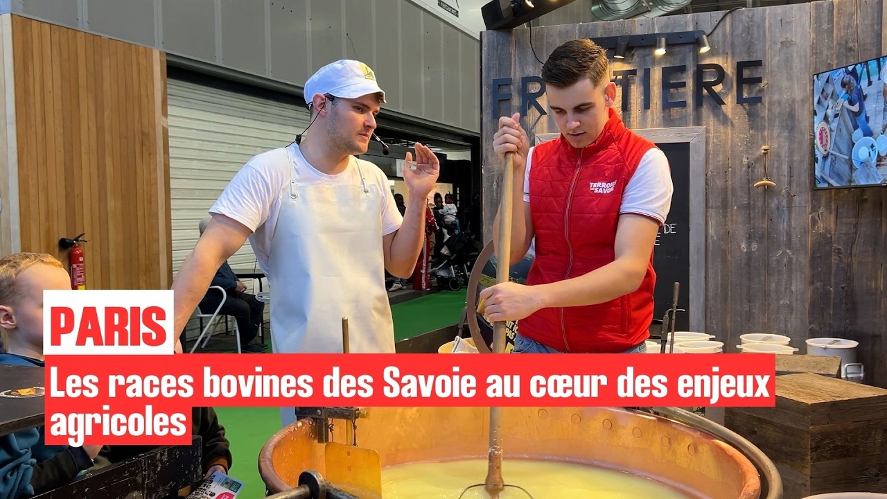 🐄 Les races bovines des Savoie au cœur des enjeux agricoles