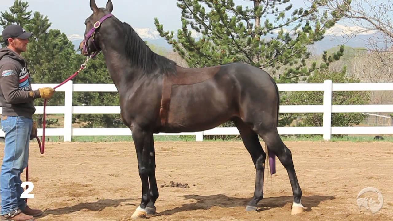 Arabian Horse Judging Educational Resource Series Class #2 Purebred Geldings