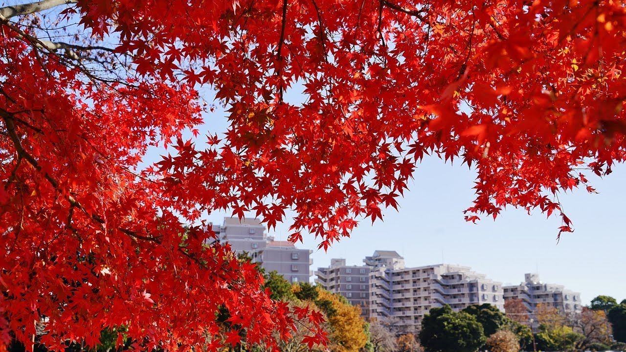 2025 横浜　保土ケ谷公園　紅葉が見頃です !!