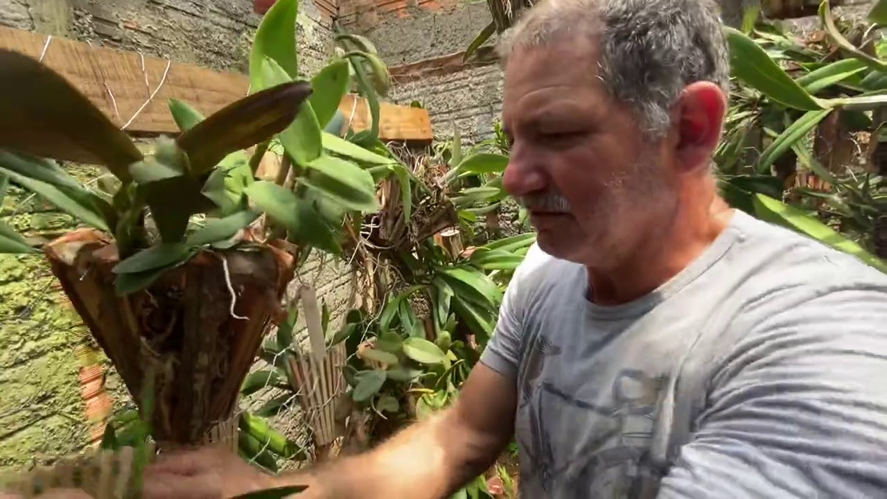 Orqu&iacute;deas tem que ter um sombrite de 80 por cento