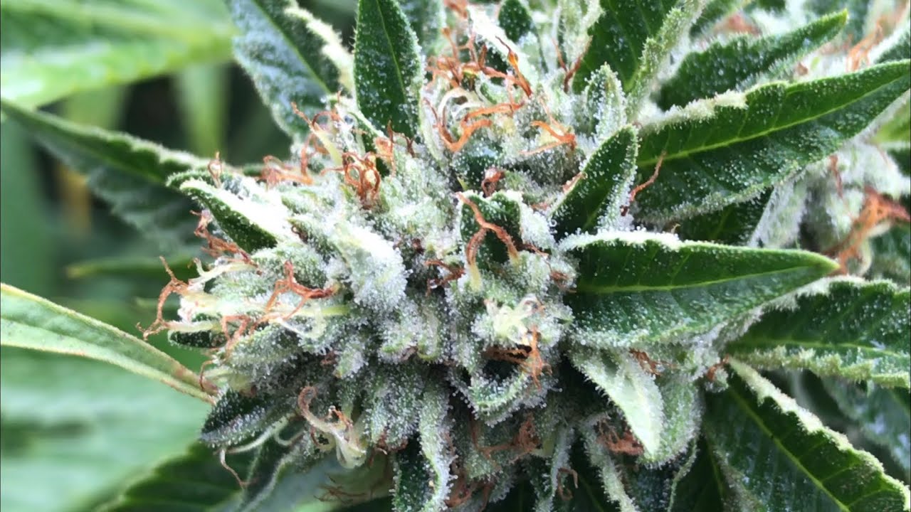2020 Big Grow Outdoors Tips