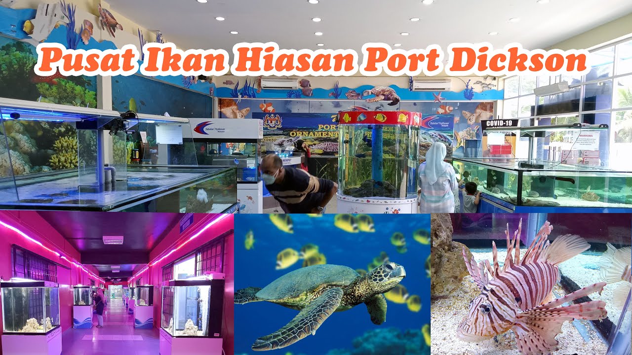 Pusat Ikan Hiasan Port Dickson.