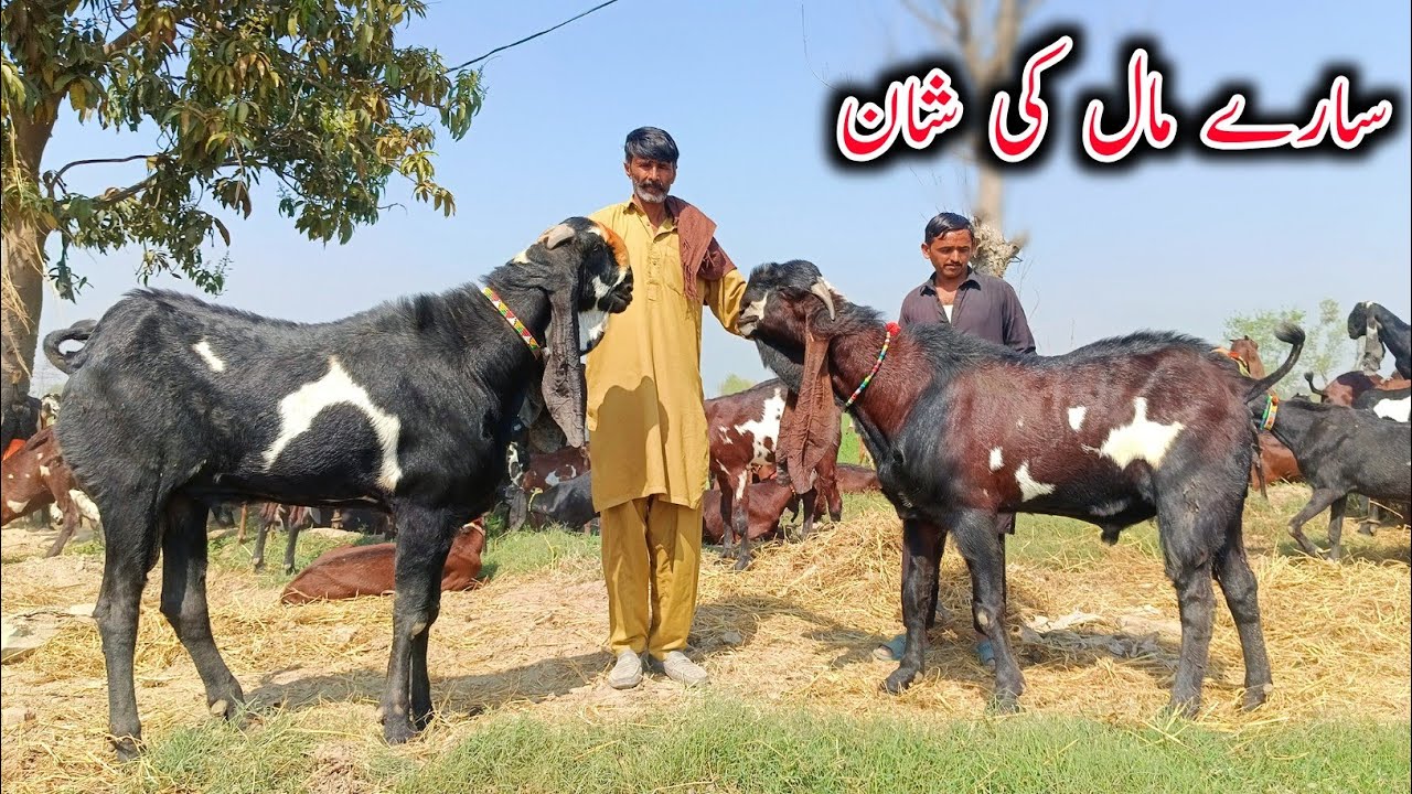 Big Size Goats Of Malik Saab - Breeder Buck