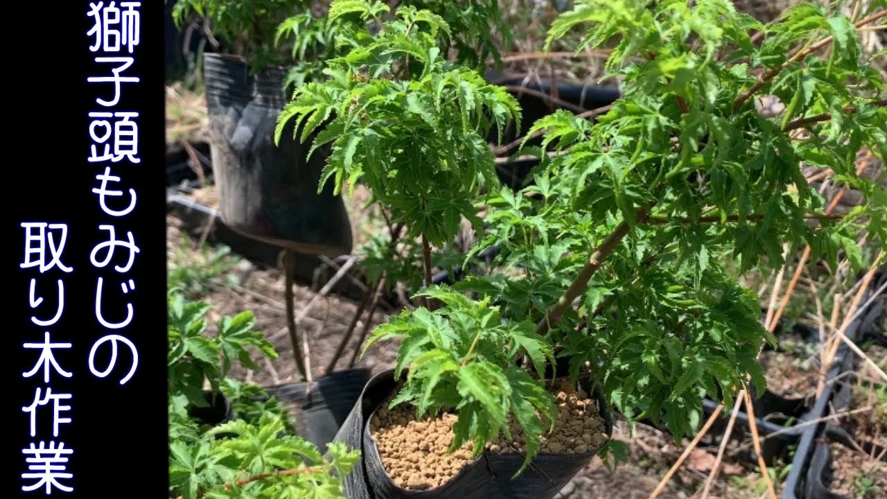 獅子頭もみじの取り木をしてみました！昨年取り木をかけた山もみじも芽が開いてきました^ - ^ Momiji Shishigashira Japanese Maple. Layering