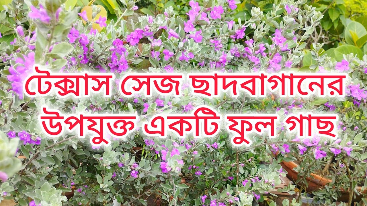 টেক্সাস সেজ | Gardening Culture