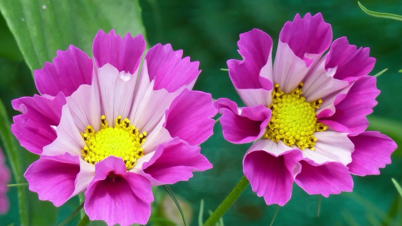 Die schönsten Sommerblumen