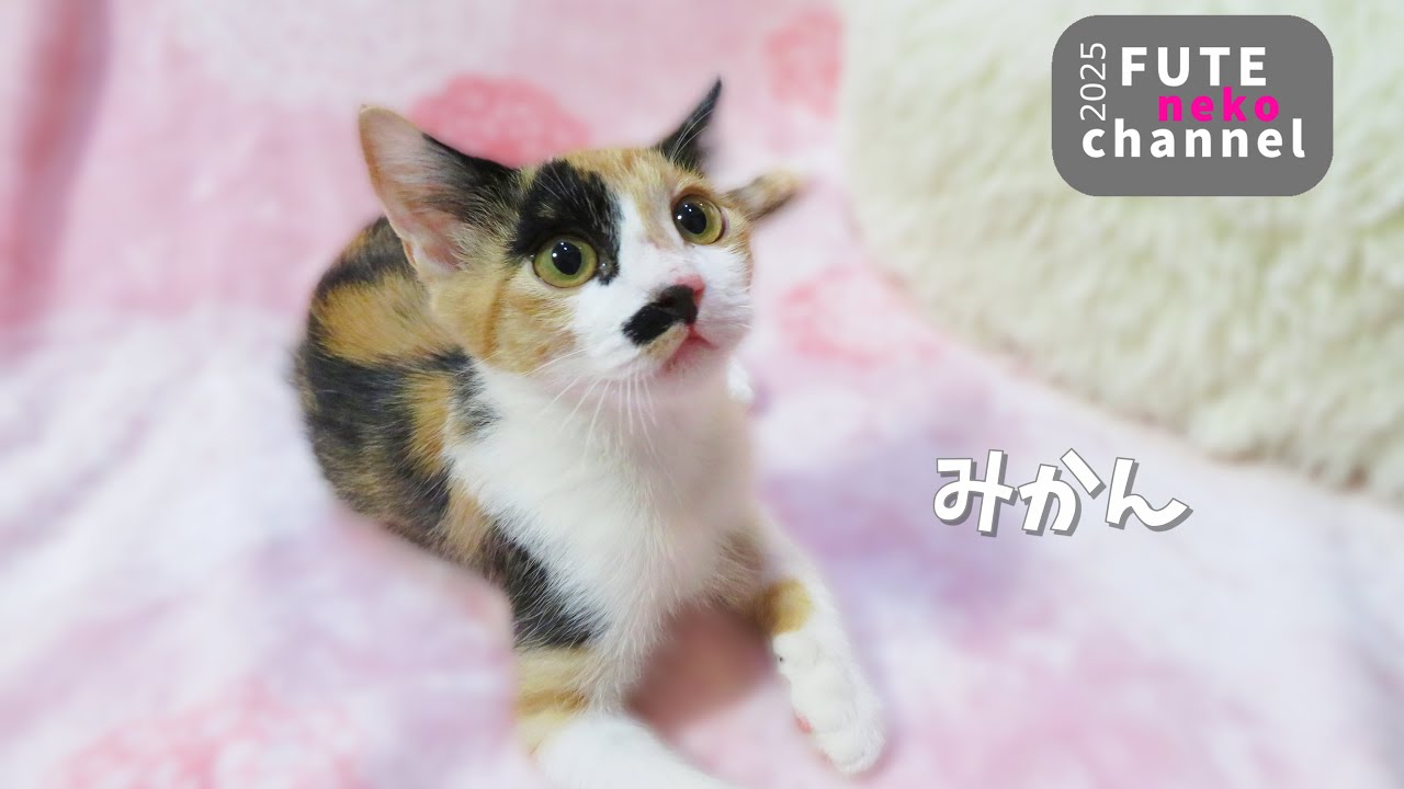 ミカン　卒業【保護子猫】