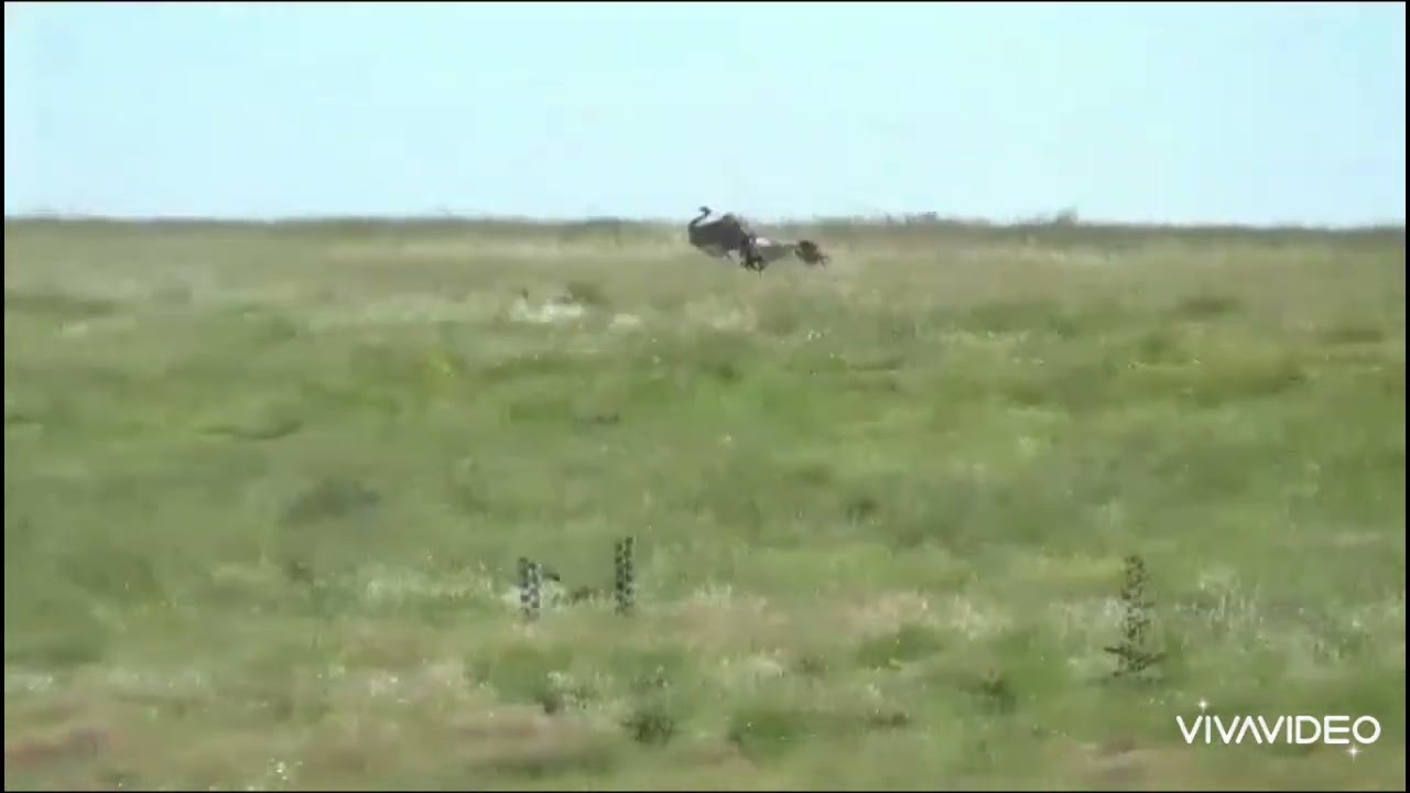 Galgos vs avestruz 