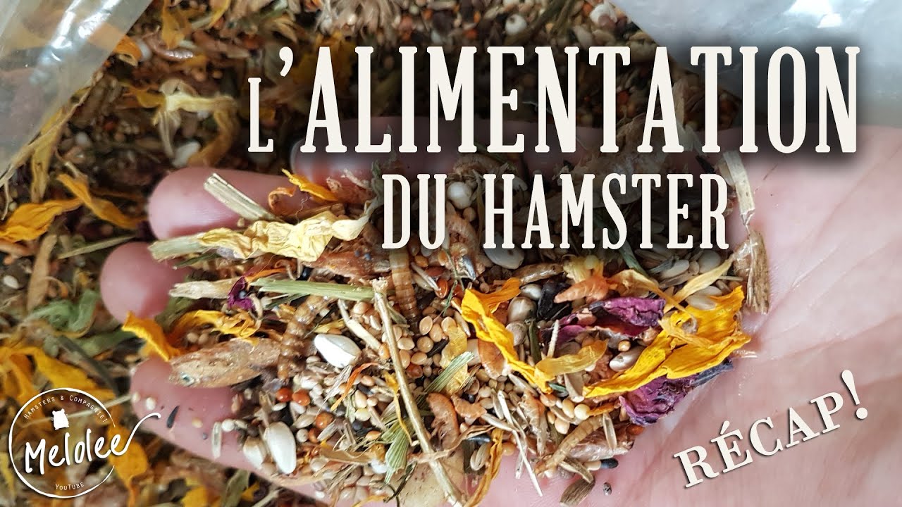 [RECAP] Alimentation du hamster