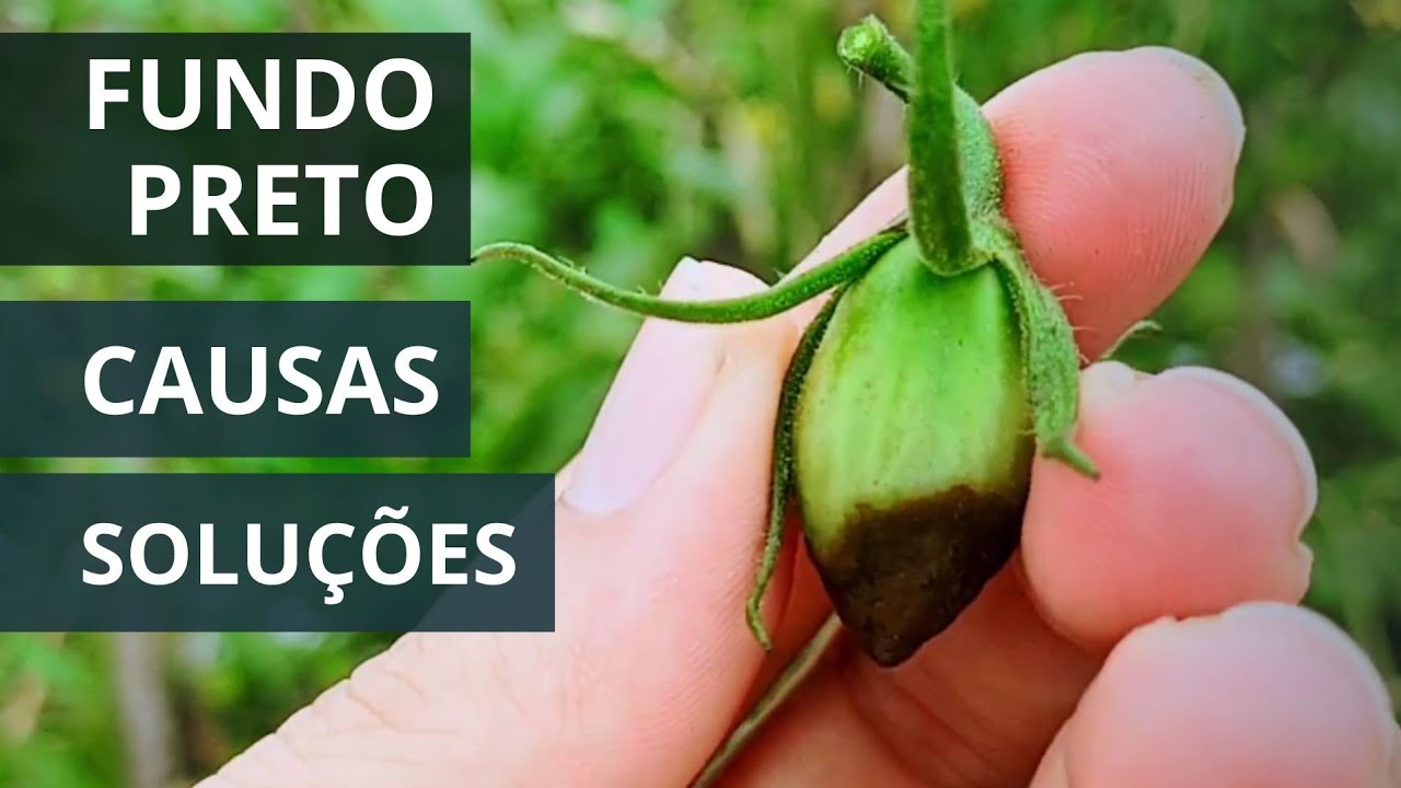 COMO TRATAR FUNDO PRETO NO TOMATE | O QUE CAUSA?