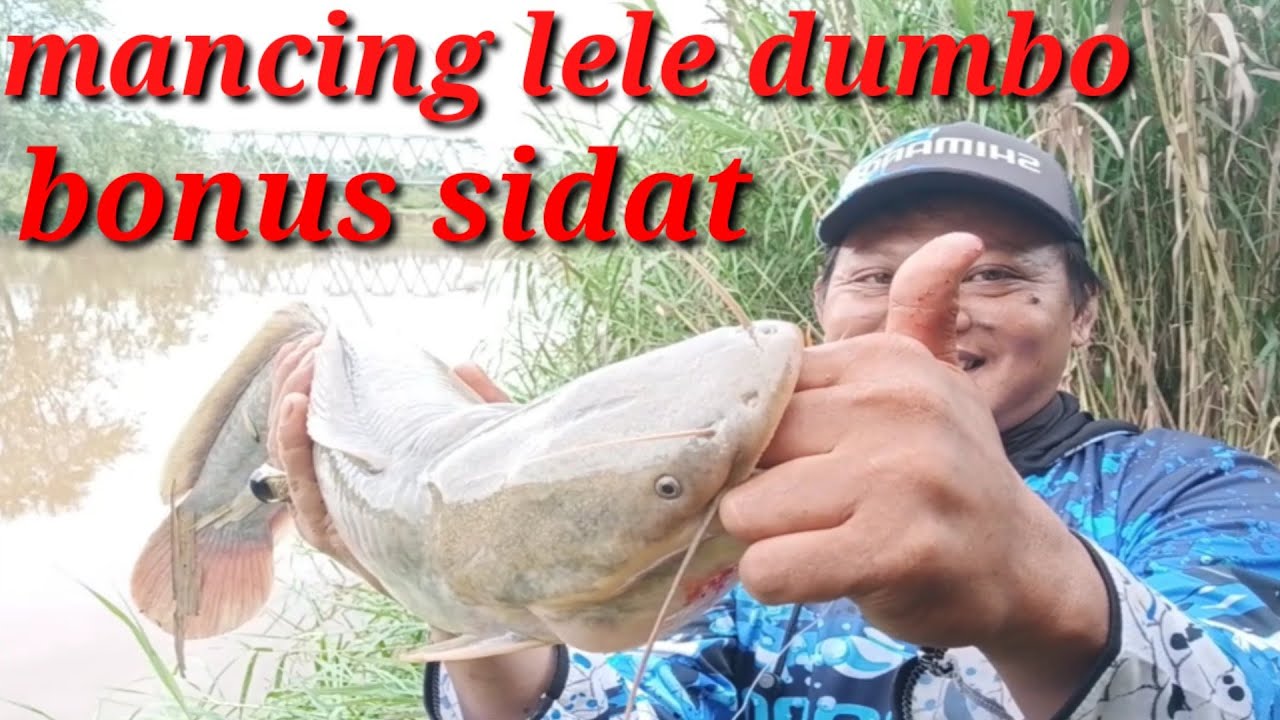Mancing lele Dumbo liar di sungai tadu