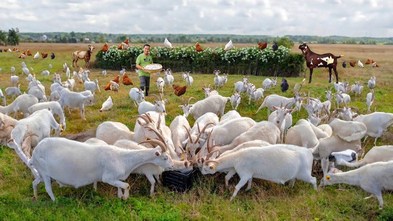 MADRE DE AGUA BEST for Raising & Feeding Goats on a Free-range METHOD. Harvesting MADRE DE AGUA.