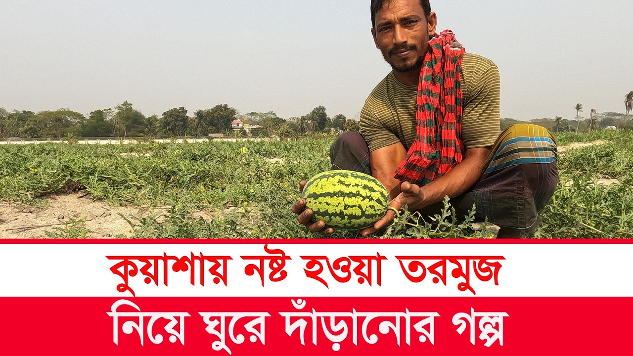 তরমুজ চাষে ঘুরে দাঁড়ানোর গল্প | Watermelon Farming | Y Bee
