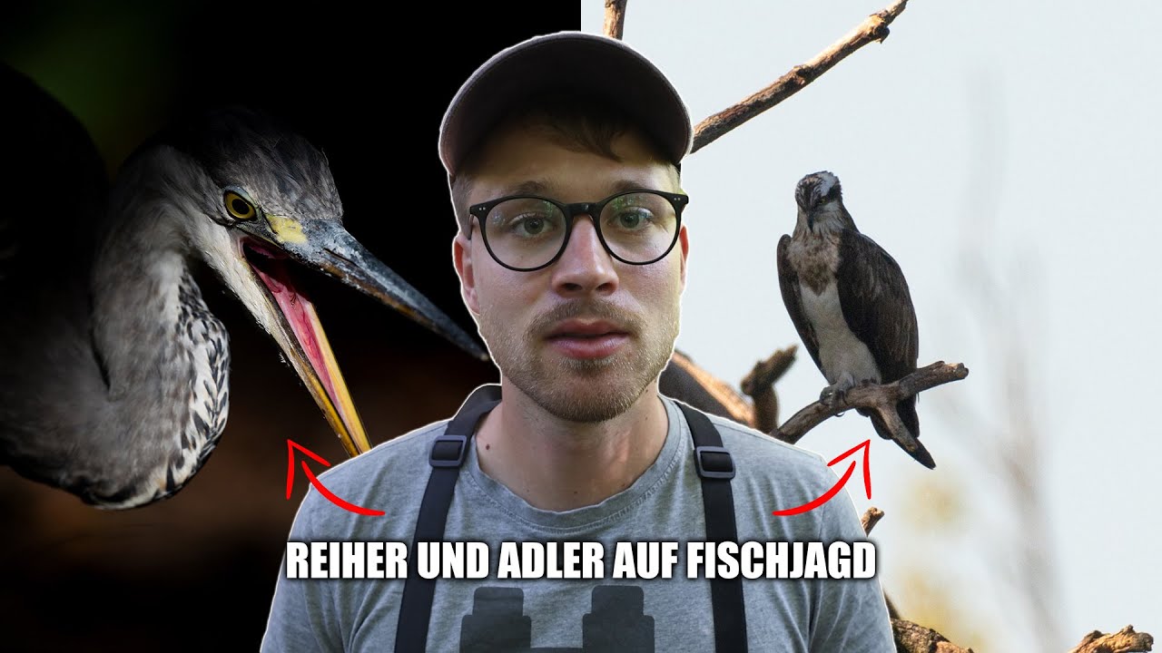 Fischadler und Graureiher bei spektakulärer Jagd!