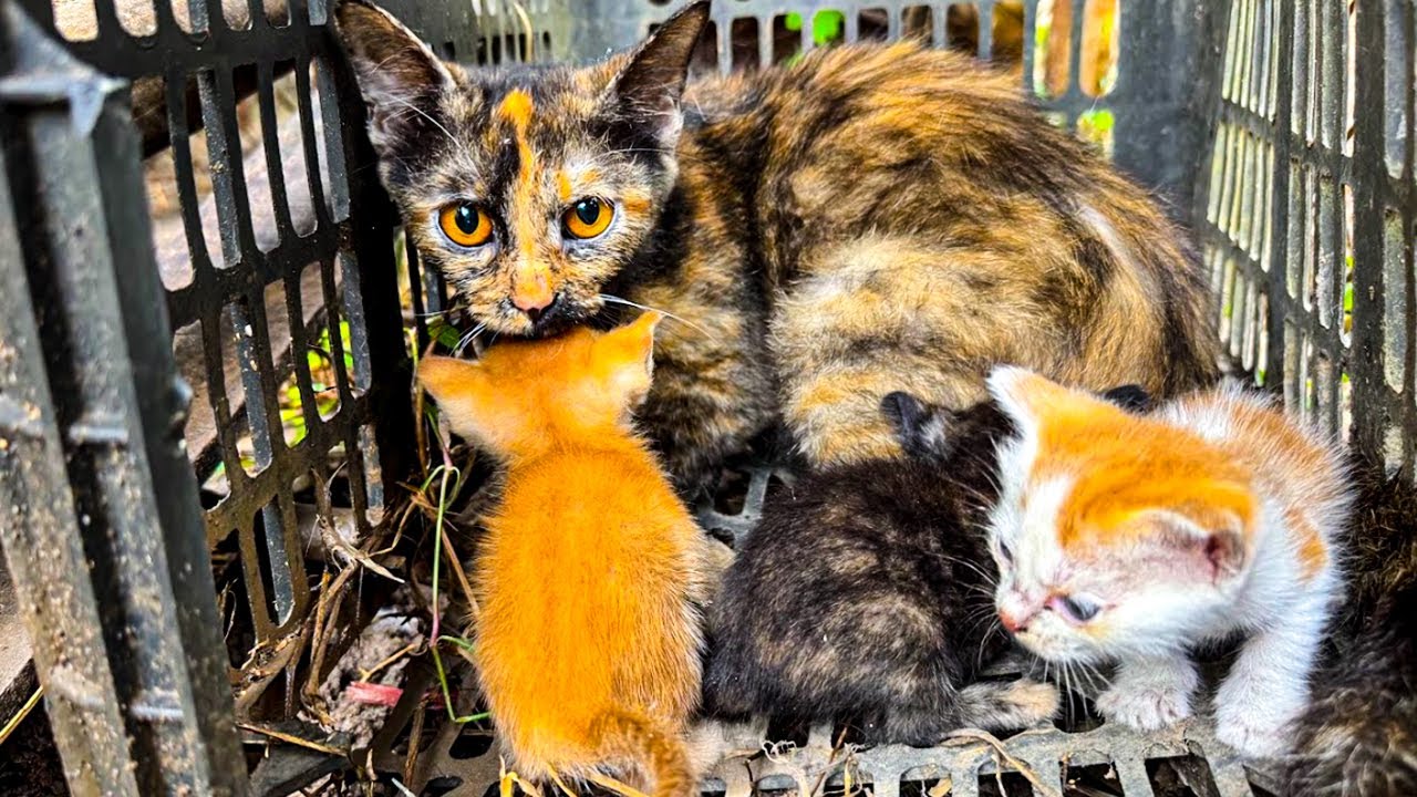 From Sickness to Health: Rescuing a Sick Mother Cat & Her Hungry Kittens | Cat Care Guide