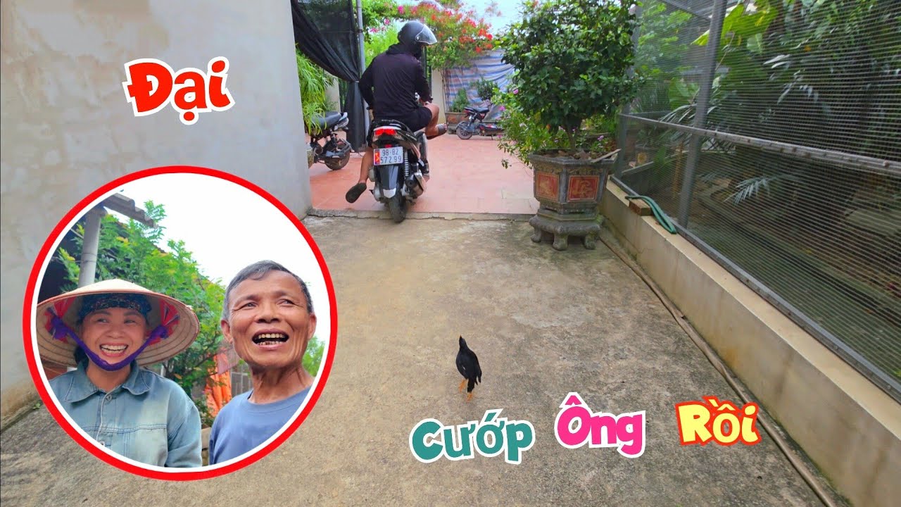 Sáo Đen Bất Ngờ Đuổi Mổ Đại Vì Sợ Lấy Mất Ông Khi Lập Kênh Mới / Quế Nghịch