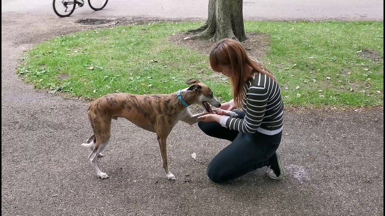 Dog Training: Jaxx (Whippet) - Sit, Paw, Spin, Down, Wait, Come, Wait, Paws up, Stand on rear legs