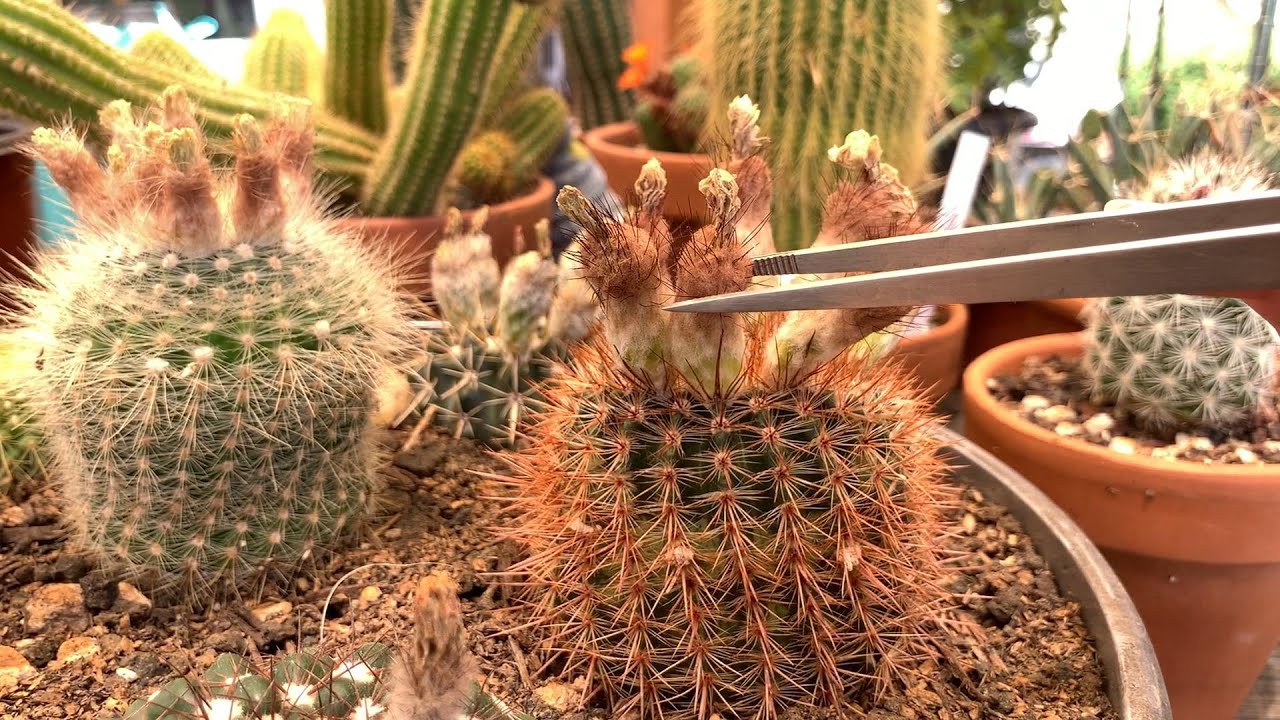 VLOG#2: Removing dried cactus flowers, collecting cactus seed pods