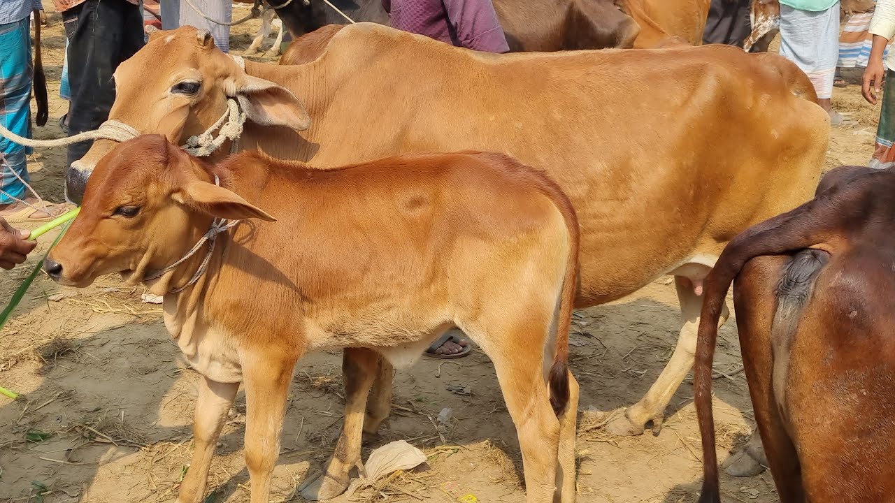 @আজ ২৩ ফেব্রুয়ারী ২৬ | বাচ্চাসহ দেশাল ৫০-৯০ হাজারের মধ্যে গাভী গরুর দাম | আফতাবগঞ্জ হাট | দিনাজপুর 