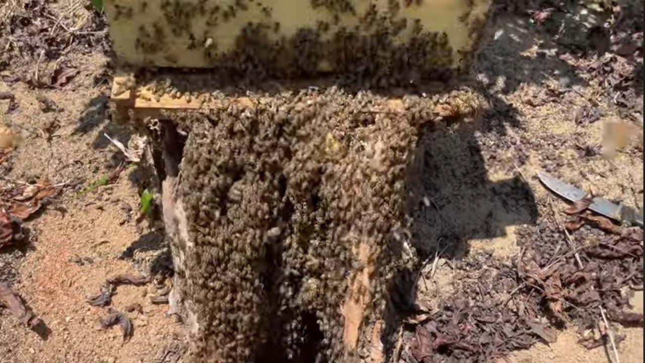 CAPTURA / RESGATE de abelhas apis