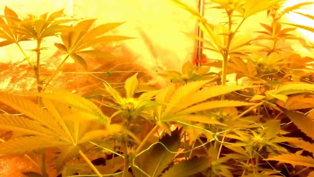 igrow week 3 flowering