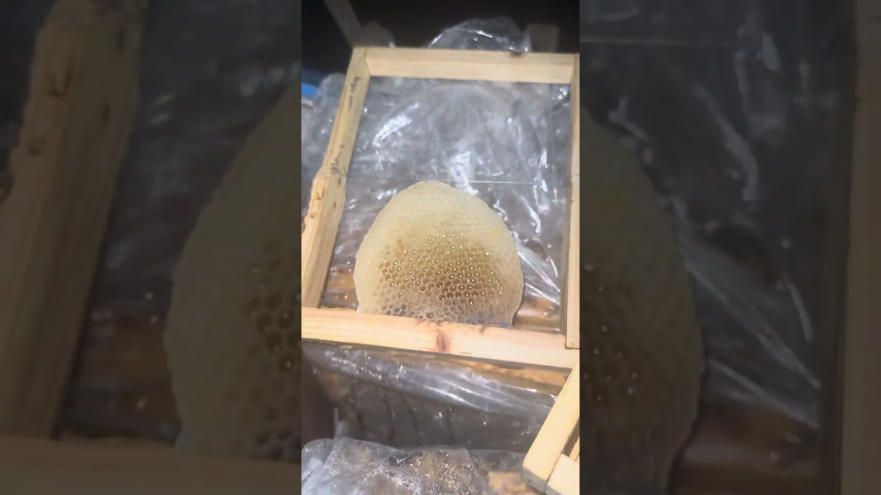 РАЗНИЦА МЕЖДУ ЧЕРНЫМ УЛЬЕМ И СОТОВЫМ МЕДОМ