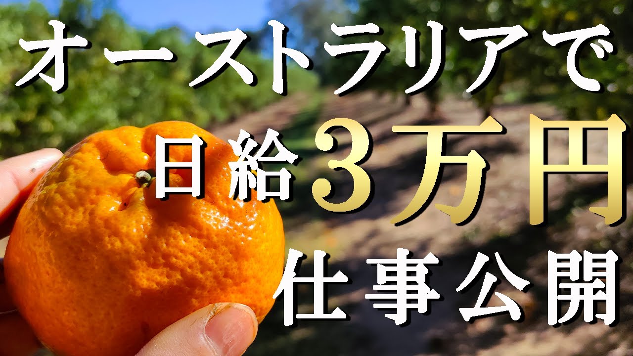 【日給３万円稼げる】オーストラリアのファーム仕事を紹介