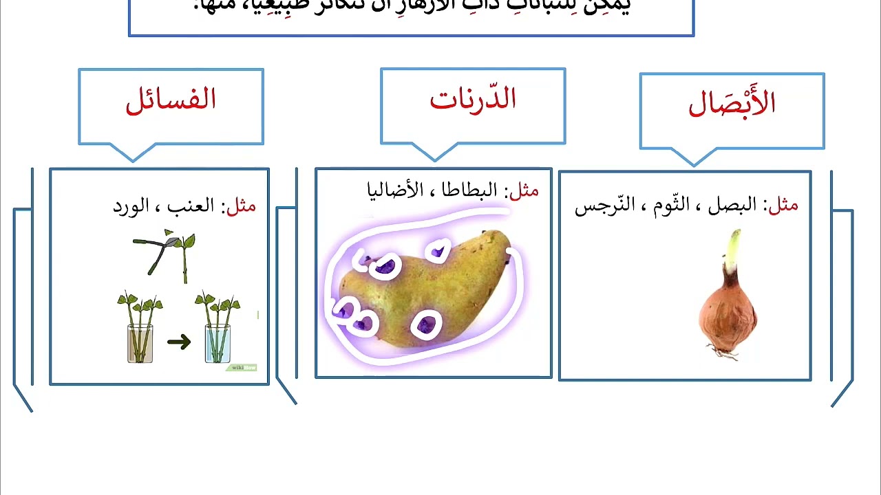 دروس الفصل الثاني في التربية العلمية للسنة الثالثة ابتدائي الجزء 1