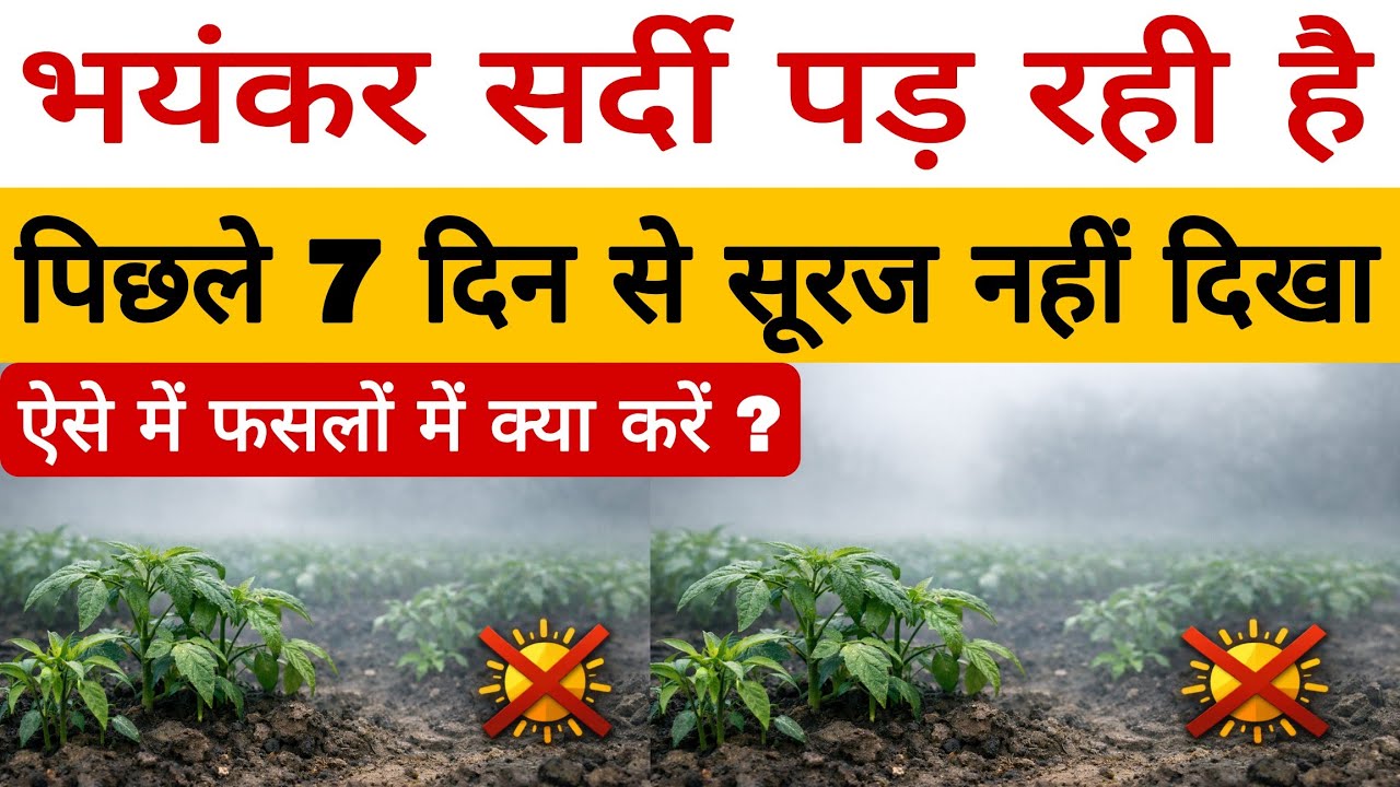 ❄️ 7 दिन से धूप नहीं!  ठंड में फसल को तनाव से बचाने का शानदार स्प्रे