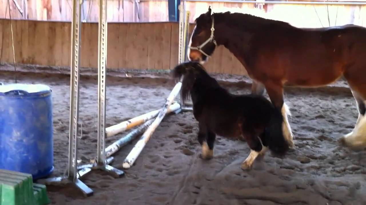 Shire Horse vs. Mini Shetty
