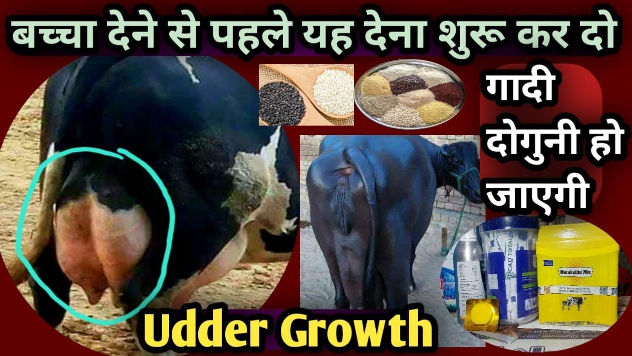 गाय भैंस की गादी(Udder)बढ़ाने के लिए||👍बच्चा देने से पहले यह खुराक शुरू कर दो||Udder Growth Double