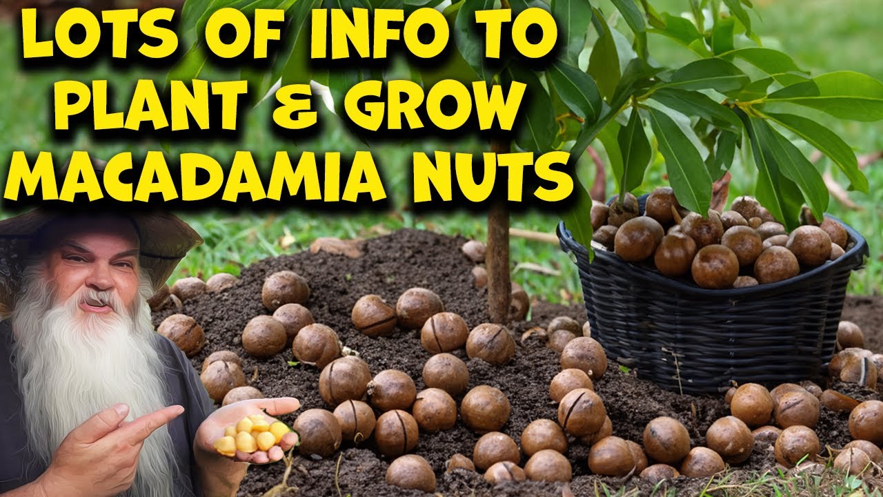 Growing Macadamia Nuts At Home Is EASY. After You Know This...