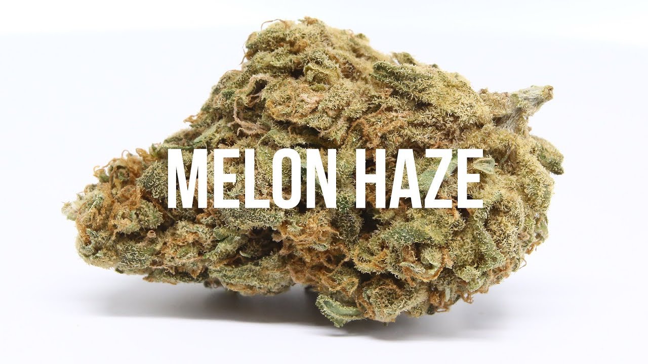 Melon Haze Strain Review - International Highlife